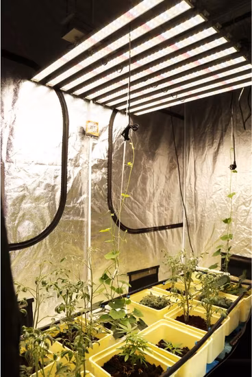 El espectro completo plegable LED de 240W 480W 600W crece las luces para las plantas de interior que crecen vegetales